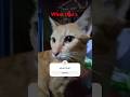 CAT WHAT THAT #cat #catlover  #viralvideo #youtubeshort #youtubeshorts