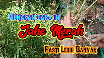Cara cepat memperbanyak rimpang jahe merah dengan pemisahan tunas