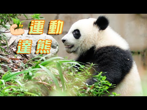 《熊貓主題趴》大熊貓竟是運動健將 | iPanda熊貓頻道