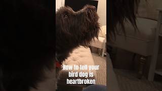Heartbroken wirehaired pointing griffon howling #funny #dog