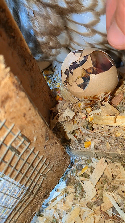 This Baby Chick Couldn't Get Out Of Her Egg!! #babychicks