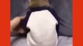 Meymun Ve Nikosayagi Kusdum