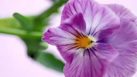 VIDEO-CLIP Con chuon chuon.wmv