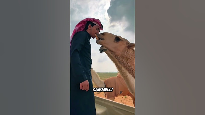Camel life in real Dubai ❤️