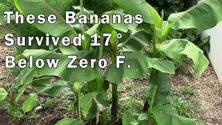The Banana Plant That Laughs at Winter