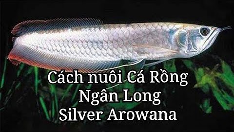 Cách nuôi Cá Rồng Ngân Long - Silver Arowana