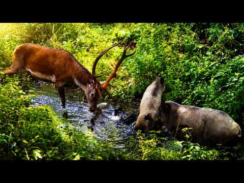 LARGE BOARS DRIVE DEER OUT OF THE MUD