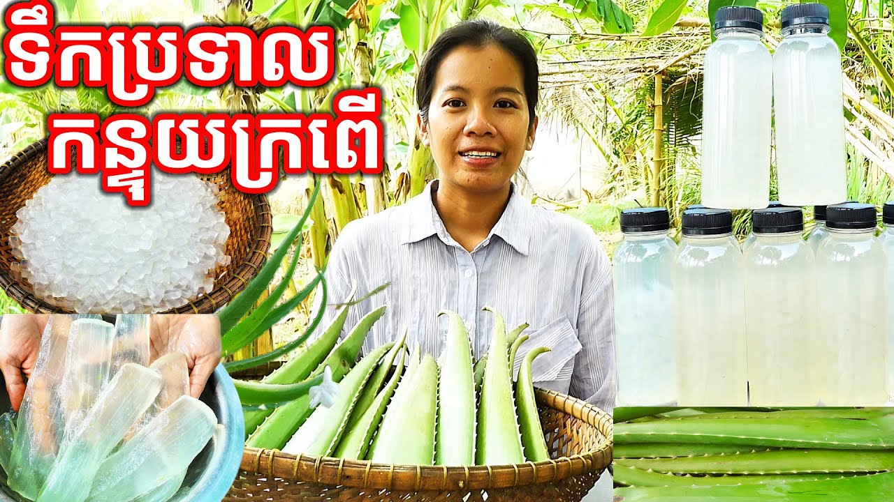 របៀបធ្វើទឹកប្រទាលកន្ទុយក្រពើ Making Aloe Vera Juice