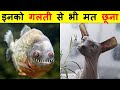 10 अजीब जानवर जिन्हें आपको कभी नहीं छूना चाहिए | 10 STRANGE ANIMALS YOU SHOULD NEVER TOUCH.