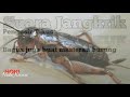 Suara Jangkrik Pengusir Tikus Sekaligus Memaster Burung Kicau Anda Mp3 - Mp4 Download
