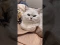 kelakuan kucing lucu#catvideos #viralshorts #catshorts #catfunny