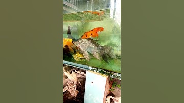 Cá Diếc đột biến. đuôi vây dài như cá cảnh