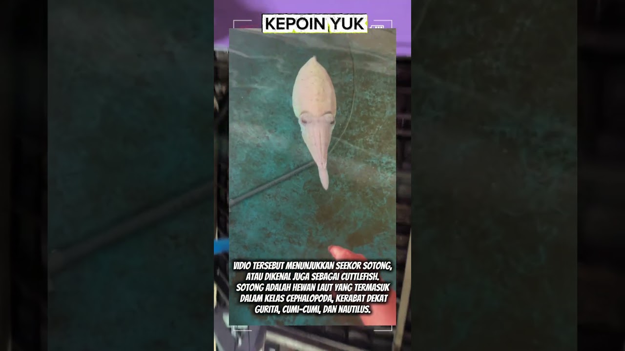 Sotong Laut yang Unik & Pintar 🦑 