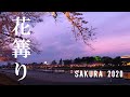 さくら2020【花篝り】~岡崎公園ほか~