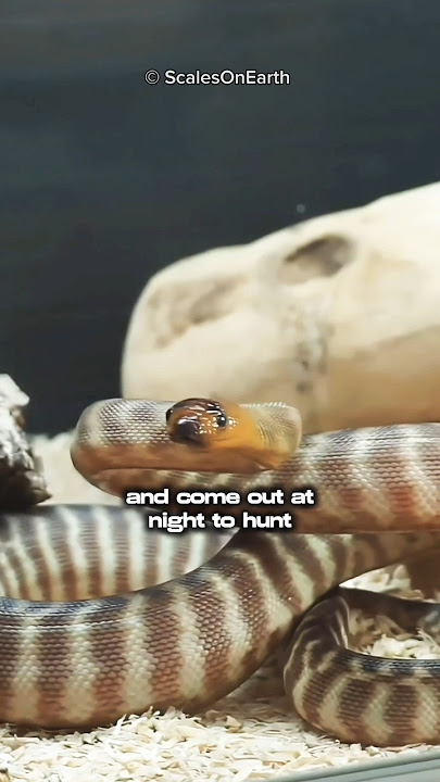 Woma Python: Australia's Most Secretive Python!