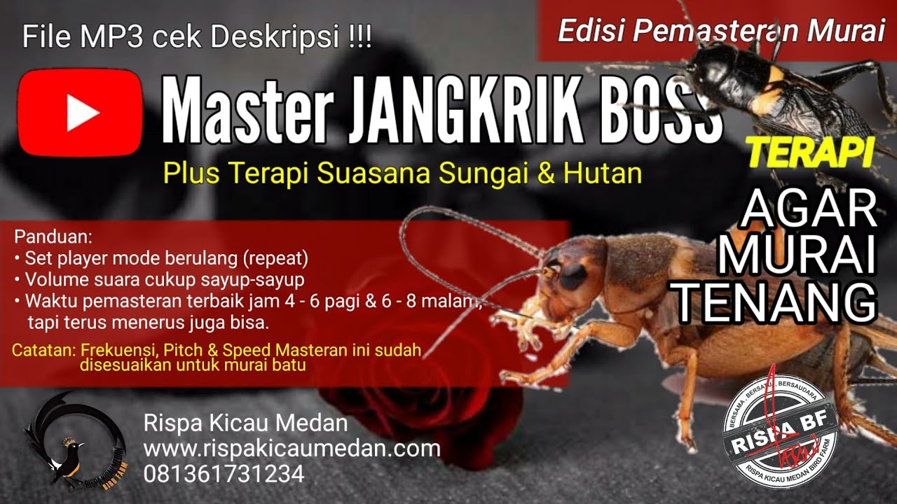 jangkrik masteran
