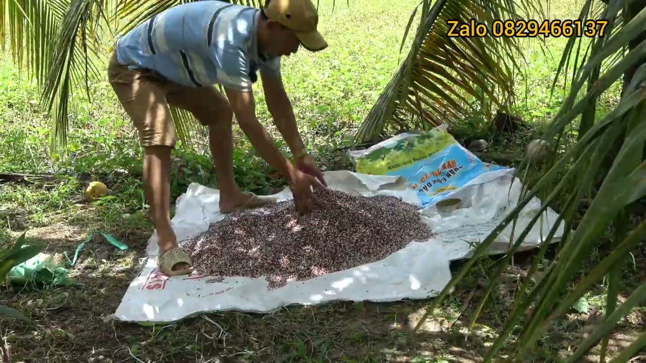 CÁCH BÓN PHÂN CHO DỪA ĐANG RA TRÁI VÀO MÙA MƯA ,,,KỈ THUẬT TRỘN phân bón cho dừa