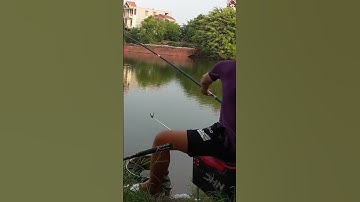 Nhịp phao Rô phi ăn mồi #cauca #câucárôphi #câucásông