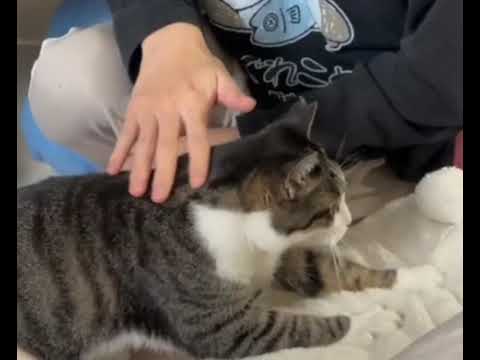 【QOL南大阪保護猫シェルター】譲渡先の里親さんから現在の様子の動画が届きました！