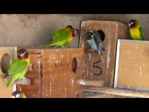 Black Mask Lovebirds Colony | Holland Yellow Chest Lovebirds Aviary