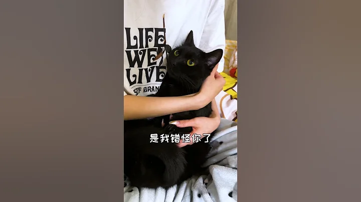 【栗子的日常】无语了，怎会有小猫咪睡觉流口水啊？ - 天天要闻