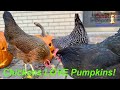 Chickens LOVE Pumpkins