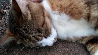 公園の池の畔にいた白キジトラ猫、ナデナデしたらゴロンゴロン喜んだ