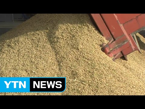 4년째 대풍...쌀값 폭락·재고 넘쳐 / YTN (Yes! Top News)
