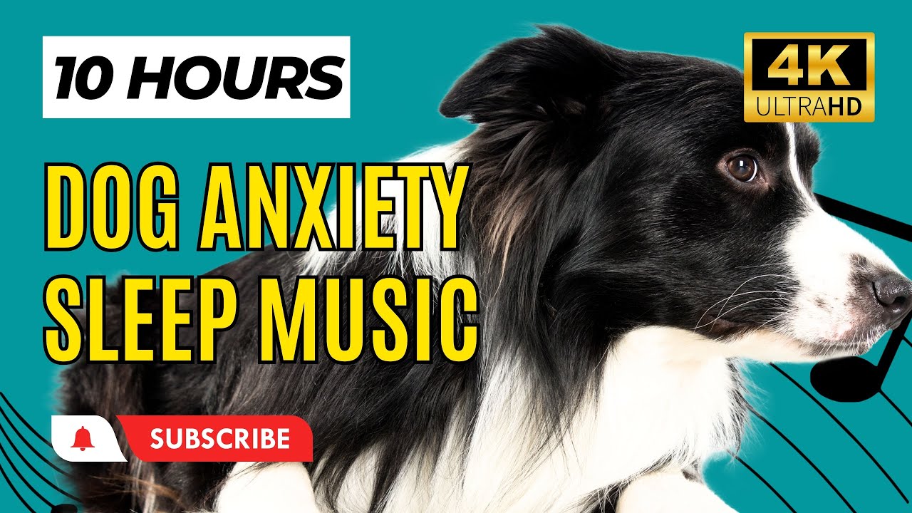 Dog Anxiety Sleep Music 10 Hours 🎶 Sleep Music for Dog YouTube