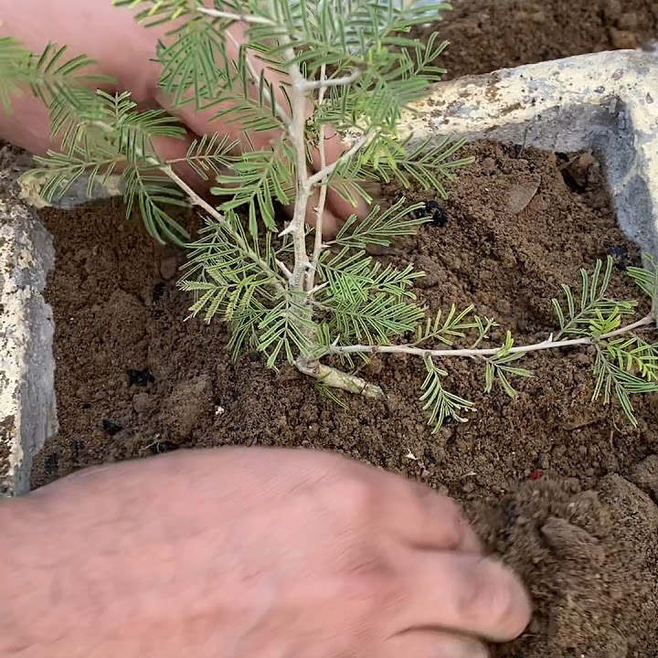where-to-keep-shami-plant-youtube