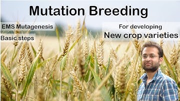 What is mutation breeding? How EMS mutagenesis works to develop new plant varieties? Mutation