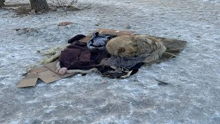 He is an old dog, about 15 years old, with many health problems and left alone in the cold weather