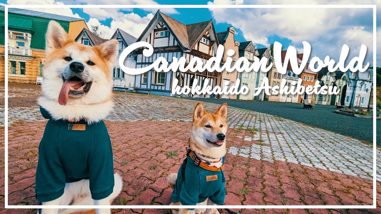 【2023秋旅行⑧】まるでカナダ旅行!?芦別市のカナディアンワールドを柴犬と秋田犬の姉弟で探検してきた! YouTube
