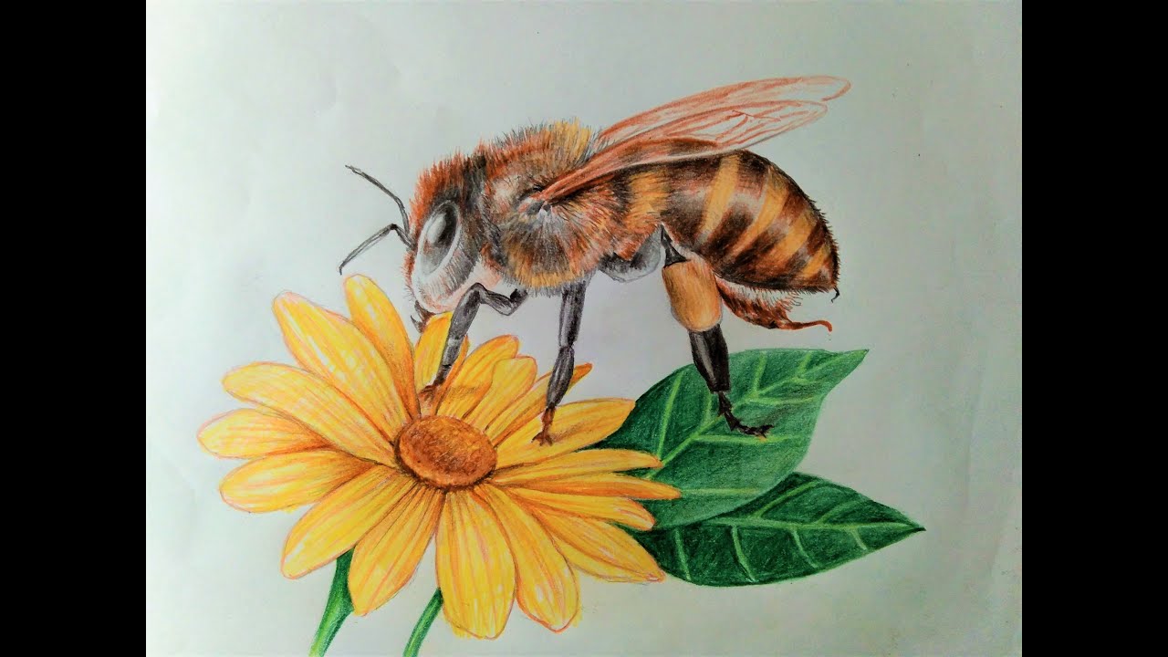 colored pencil drawing of a honey bee gathering nectar  Forest Design LLC