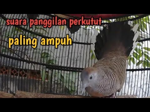 suara pikat burung perkutut Sumatra 