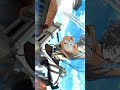 aot | omnigear #edit #attackontitanedit