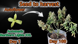 HOW TO 100 DAYS AUTOFLOWER HOMEGROW | AUTO NORTHERN LIGHTS XXL | SEED TO HARVEST|420GEEKS|420LEXIKON