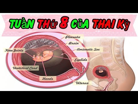 Video: Tuần Thứ 8 Của Thai Kỳ: Mô Tả, Cảm Giác, Sự Phát Triển Của Thai Nhi