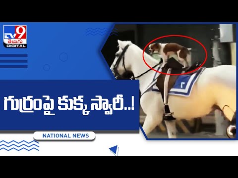 గుర్రంపై కుక్క స్వారీ..! @TV9 Telugu Digital