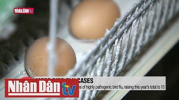 Nguy cơ tái bùng phát dịch cúm gia cầm ở Hàn Quốc