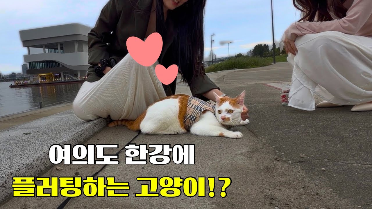 고양이가 여의도 한강공원에 소풍을?! 사람들 난리났다! 우당탕 산책냥 레오의 가을 한강 소풍 A cat having a picnic at Yeouido Hangang Park?!