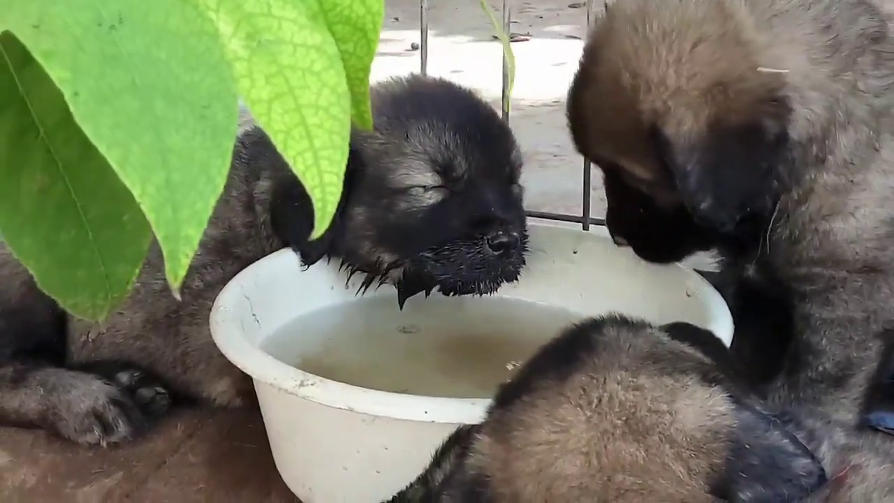 hot weather for big dogs YouTube