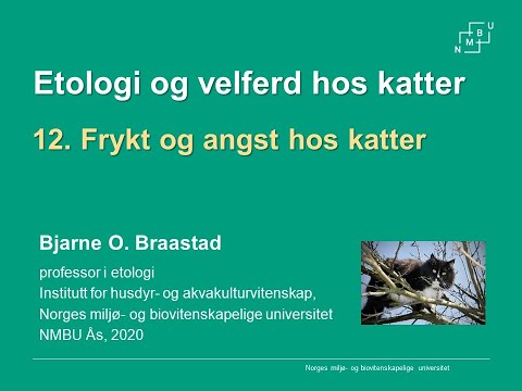 Video: Kattens Angstguide: Tegn, årsaker Og Hvordan Man Behandler Angst Hos Katter