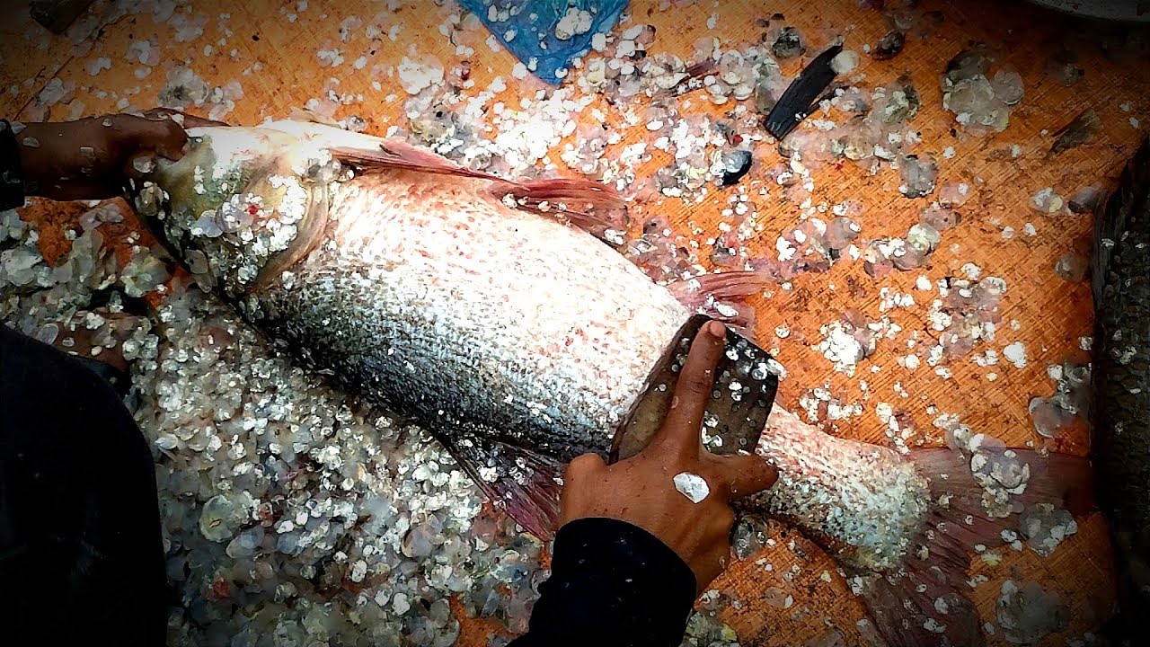 Best fish cutting knife bengali fish cutting ceremony YouTube
