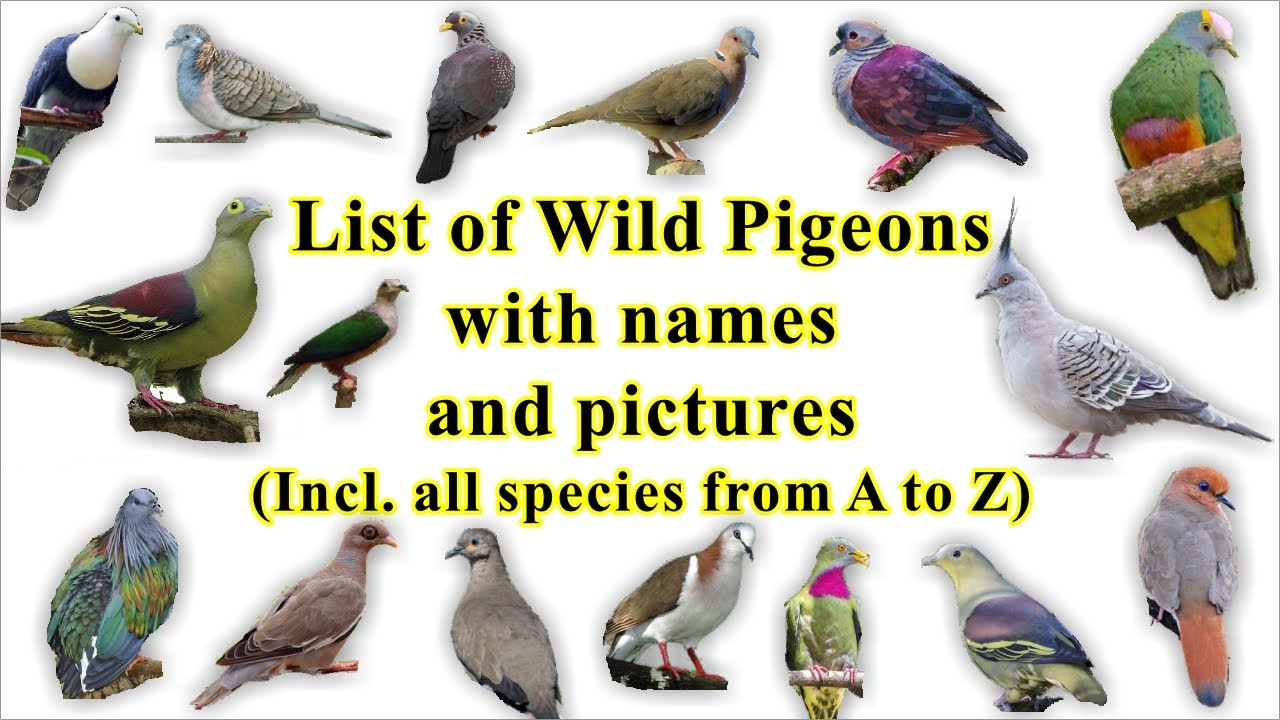 Types of Pigeons List: Discover the Fascinating Varieties