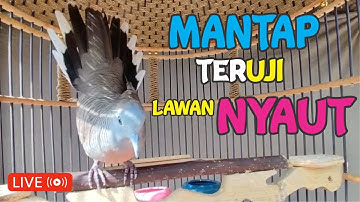 Perkutut Lokal Gacor KHUNG MERDU iramanya BIKIN CEPAT NYAUT