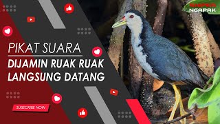 PASTI DATANG...!!! SUARA RUAK RUAK RAWA & DANAU