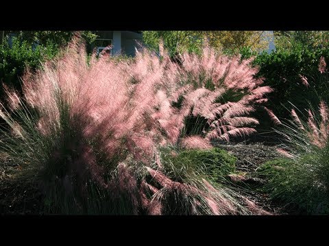 Video: Masalah Fountain Grass - Alasan Dedaunan Fountain Grass Putih