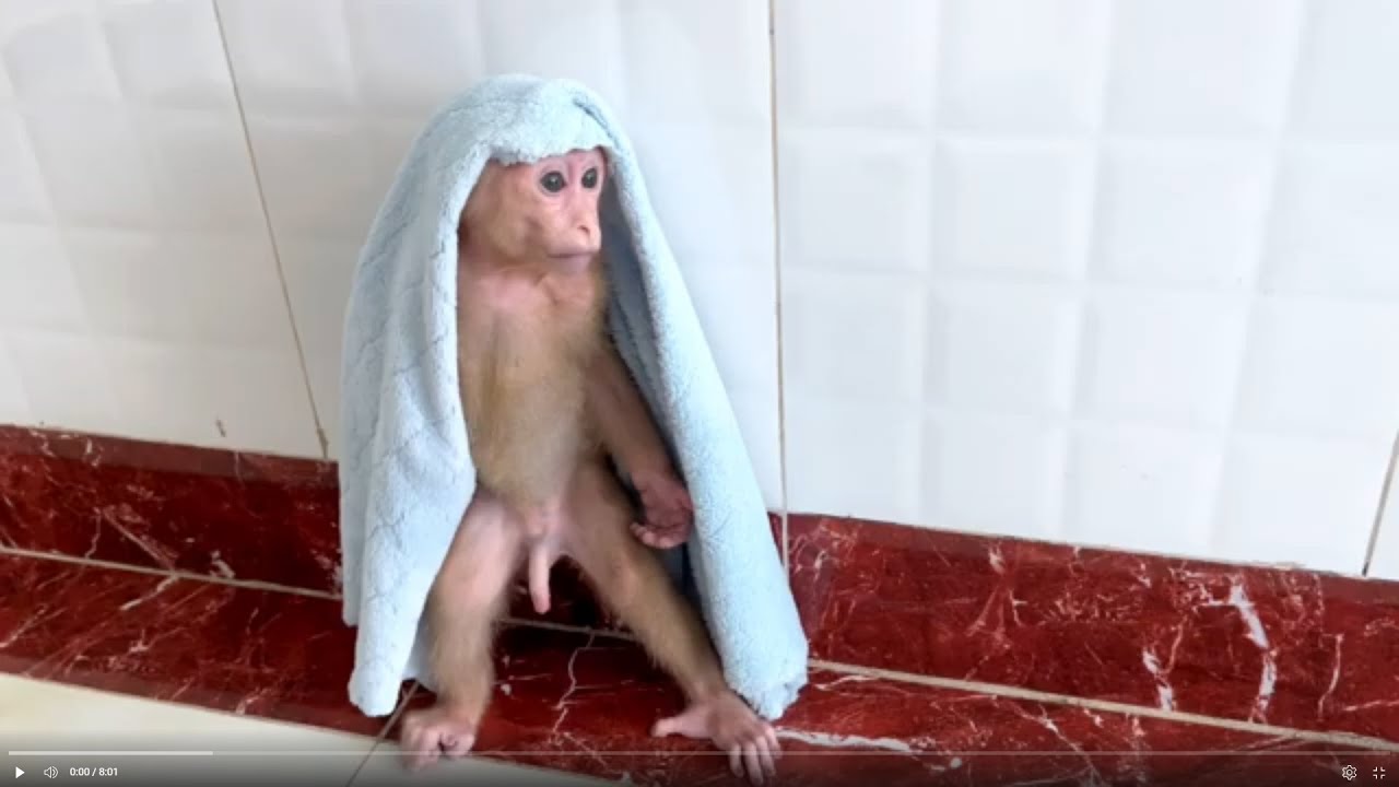 Baby monkey Miker waiting for mommy feeding him dragon fruit