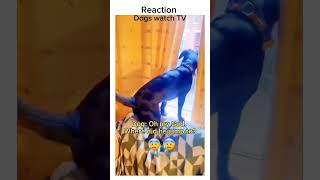 Reaction to dogs watching TV#subscribe #doglover #funny #viral #shortsviral